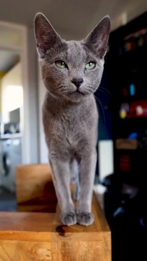 Серая котя