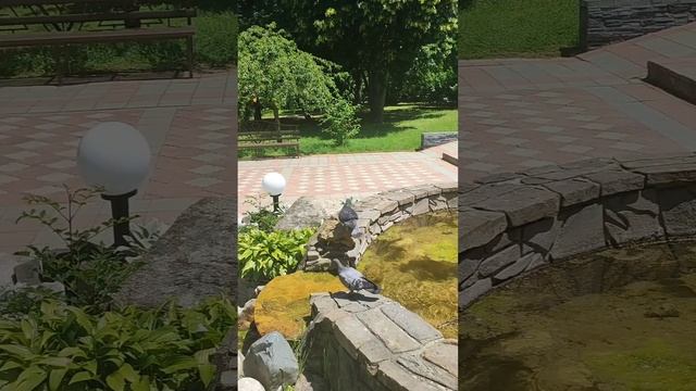 Голуби в жару нашли место отдыха для себя и своих подруг.