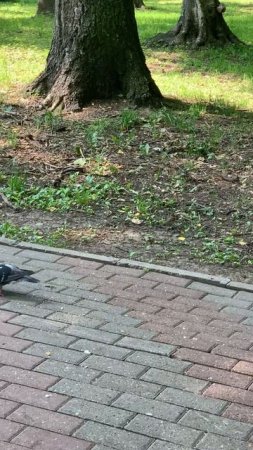 Голуби в парке