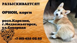 Пропала собака! ОРИОН, корги. респ.Карелия, г.Медвежьегорск.