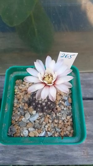 Gymnocalycium STELLATUM -Гимнокалициум Стеллатум. #суккуленты