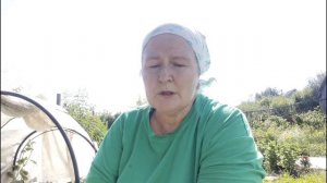 08.07.2025. Профилактика вершинной гнили и диформации плодов. Капуста с модельной ножкой.