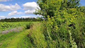 Поход за грибами/Местные достопримечательности/