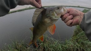 Крупный окунь на каждом забросе.