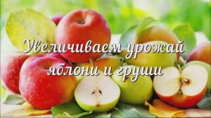 Увеличиваем Урожай Яблони и Груши! Яблони и Груши в Июле, Эффективная Обработка