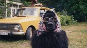 ЗВЕРИНЫЕ ИСТОРИИ, ПРИКОЛЫ