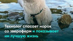 Технолог спасает норок со звероферм и показывает им лучшую жизнь