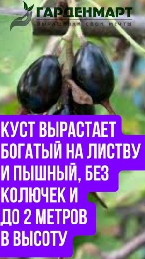 Знакомьтесь – йошта!