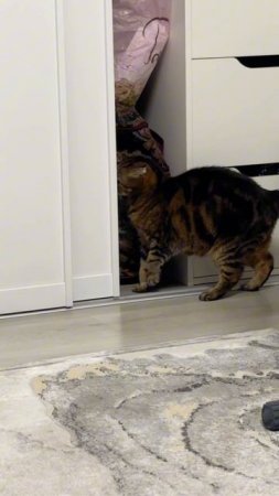 НЕ ДО ОЦЕНИВАЙТЕ  ЖИВОТНЫХ🐯ЧЕССИ ИДЕТ В ГАРДЕРОБНУЮ