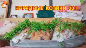 Нарядные Котики расслабляются на солнышке 🌞 🐈🐈🐈 (221)