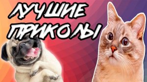 приколы от животных