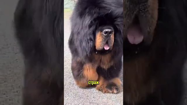 Животные приколы и не только