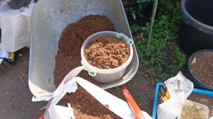 Мой вариант пресадки/перевалки крупнолистных гортензий в больший объём