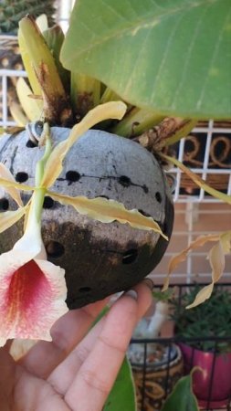Trichopilia marginata'25 Трихопилия маргината