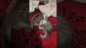#доброта#коты #cat #catshorts #catlife #котызеленоградска #калининградскаяобласть #travel