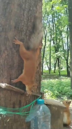Белка грызёт - кость