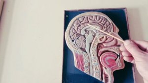 Урок биологии: Сагиттальный разрез головы