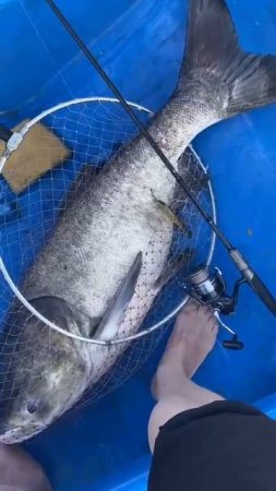 🎣 В Абрау-Дюрсо мужчина выловил 18-килограммового толстолобика