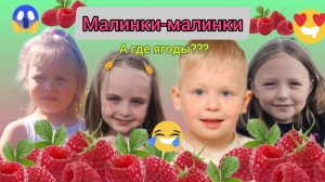 малинки 🍃МАЛИНА 🥰СОБИРАЕМ ЯГОДЫ😍