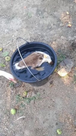 утята купаются в ведре