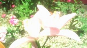 SV_A0023.avi