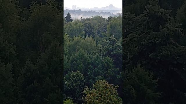 09.07.25. ... дождь.... но всё равно собрала корм для белочек, мелких лесопарковых птиц и воробьёв