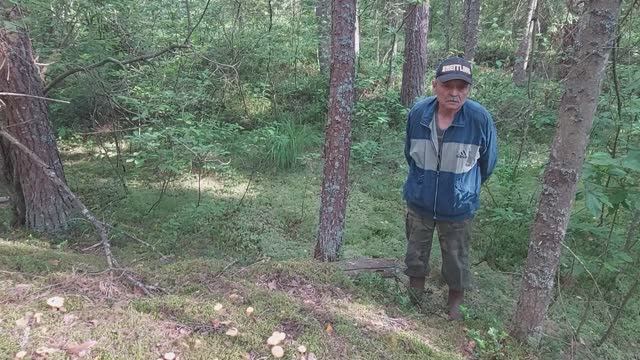 Собираем  лисички в лесу у Трех Оленей.