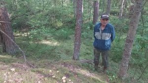 Собираем  лисички в лесу у Трех Оленей.