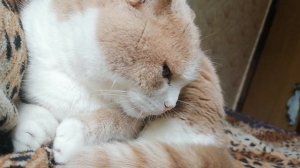 Томас засыпает