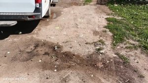 с соседкой ходили по ягоды