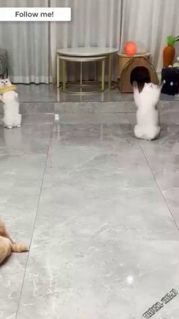 ЧУДО ВОЛЕЙБОЛ с КОТАМИ ))))))
