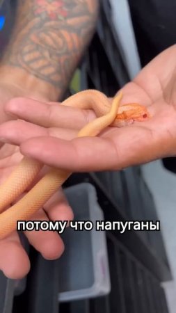 Свиноносая змея #shorts