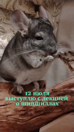 12 июля выступлю с лекцией о шиншиллах