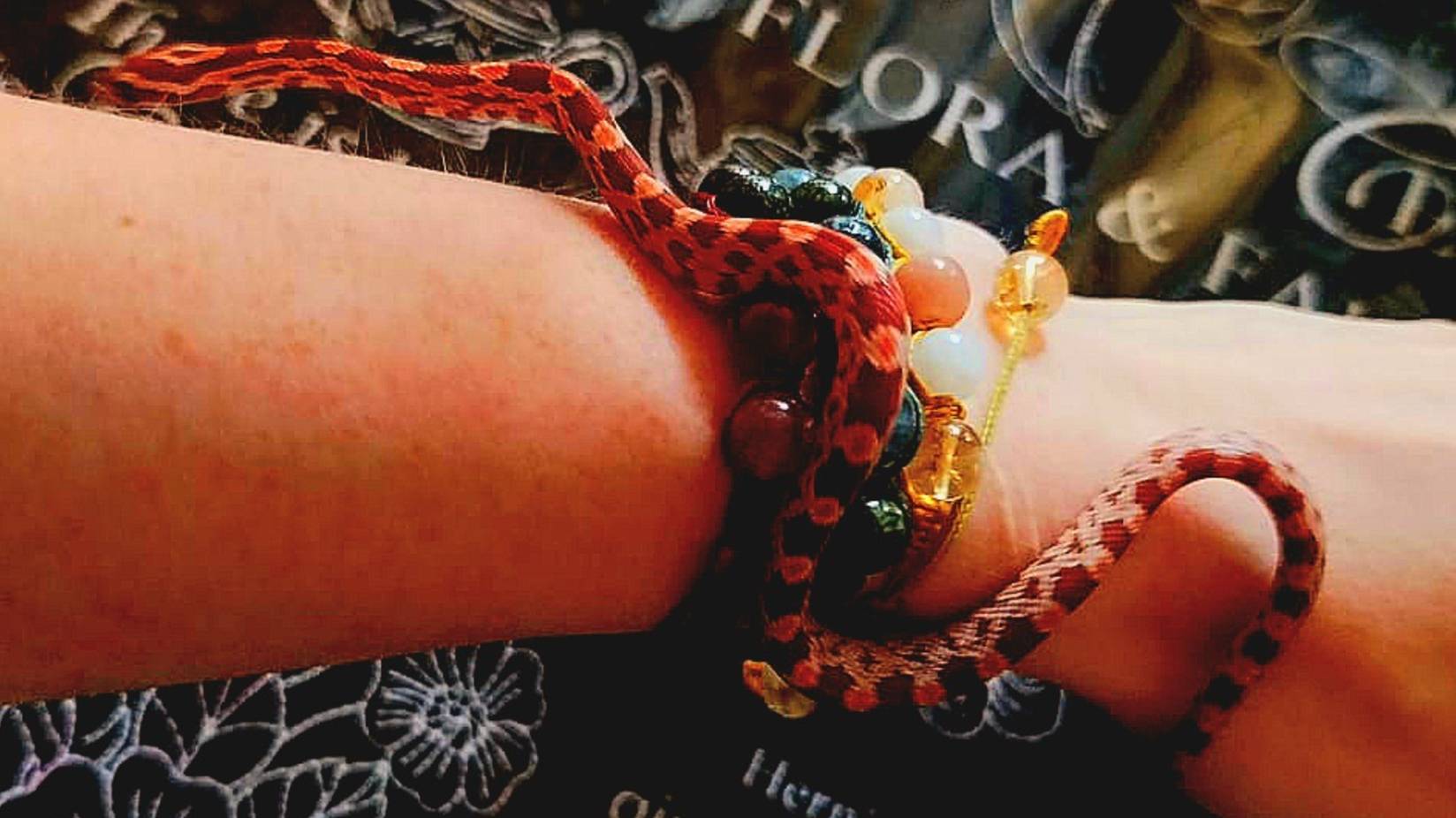 улитка боб приключения