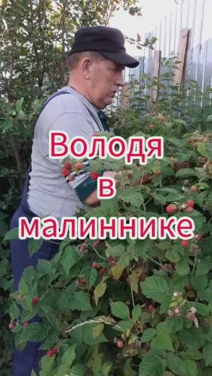 Володя в малиннике