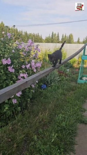 Первая тренировка маленького заблудшего пришельца и знакомство с Баксом 🌞🐶💪🐈⬛❤️