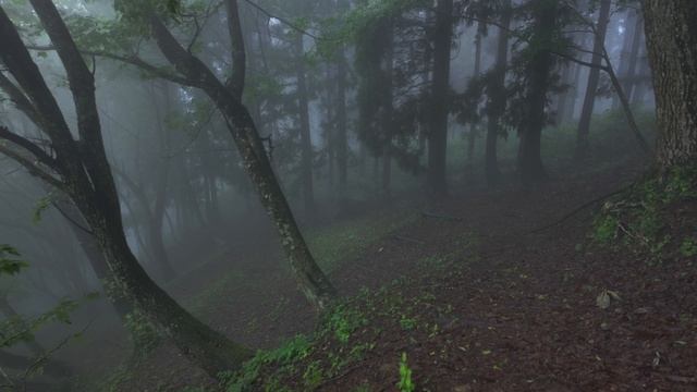 4K・ Туманный зеленый лес: Пение птиц под легким дождем [не rambalac] смотреть онлайн