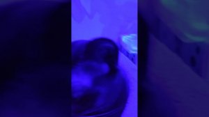 люблю своего кота