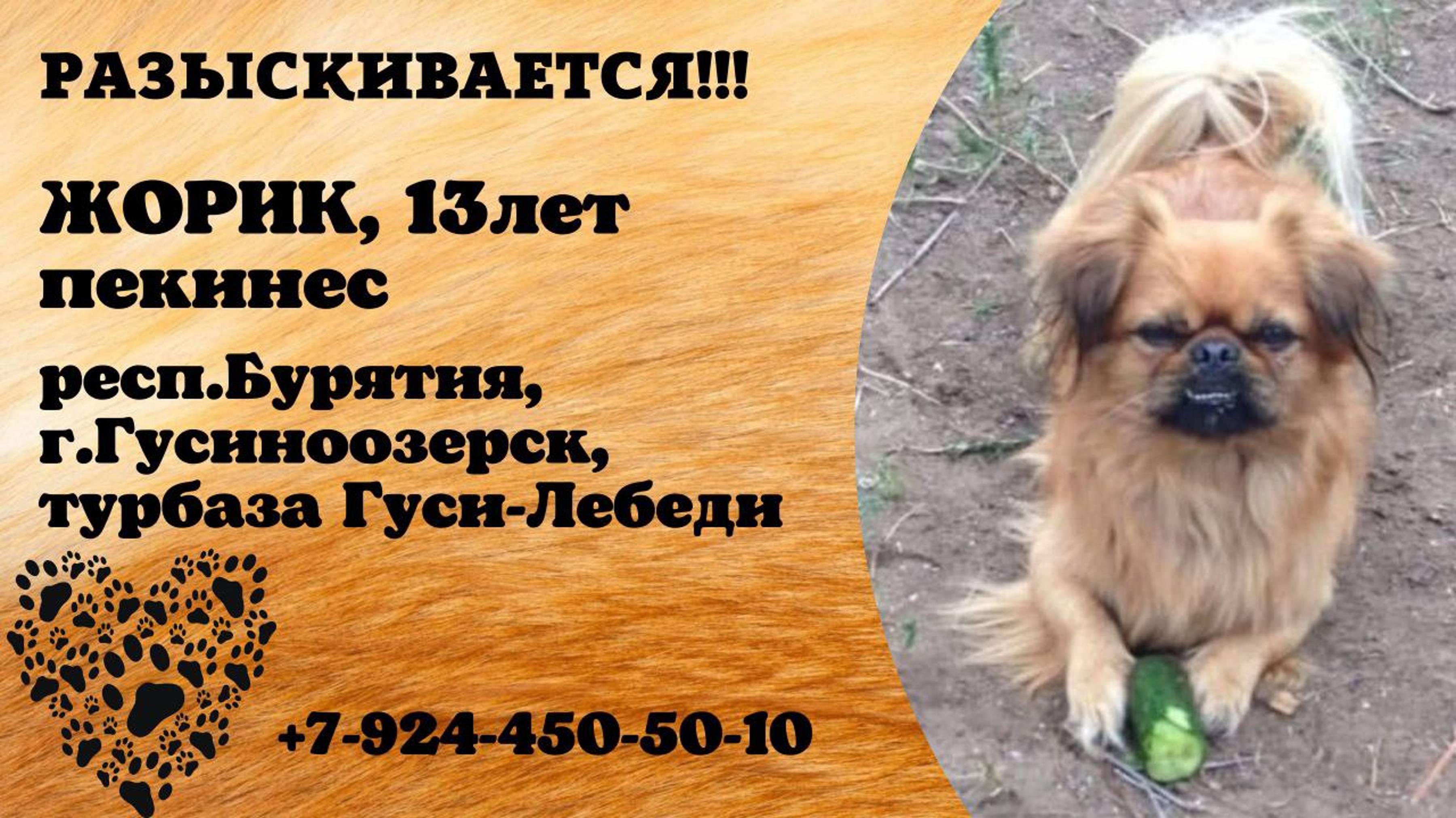 Пропала собака! ЖОРИК. 13 лет. Пекинес. респ. Бурятия,  г. Гусиноозёрск