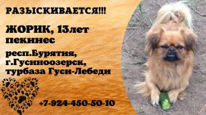 Пропала собака! ЖОРИК. 13 лет. Пекинес. респ. Бурятия,  г. Гусиноозёрск