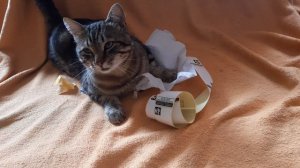 🐱я свёл хозяина с ума🤣🐱