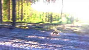 ЗАВАРИСТЫЙ ГОН .Русские гончие Аргон и Лайма вл. Шатров В.А.#охотасгончей#собака #топ #hunting