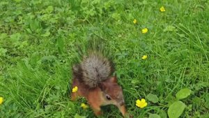 ❤ 🐿️ Милая #белочка и #цветочки #спб #елагиностров #берегитеприроду #животные #антистресс #доброе