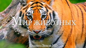 Удивительное царство животных HD - Живописный Фильм-релаксация с Успокаивающей Музыкой