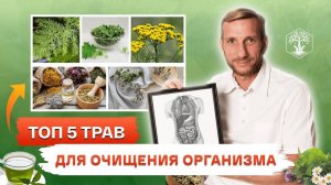 Секрет пяти трав для очищения организма, которые доступны каждому