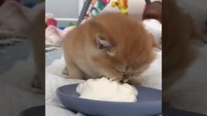 😹 Улетные Кошаки: Самые Смешные Провалы и Пранки!" 🚀🐾