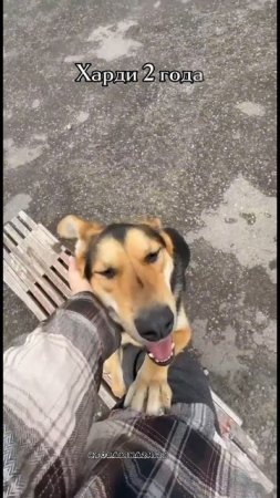 Я Харди и я уже не щенок