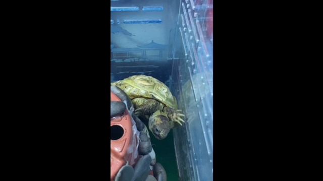 Черепашка изучает домик смотреть онлайн