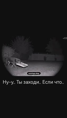 Жил - был пёс! А с ним и лис! 😅😊🦊🐕