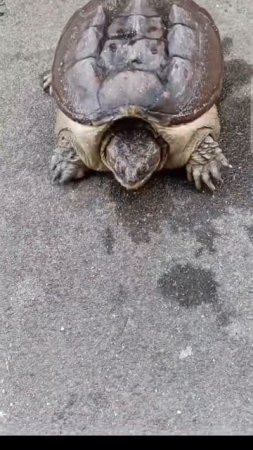 Осторожнее, можно остаться без пальцев🤣